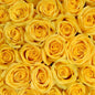 50-stem Yellow Roses