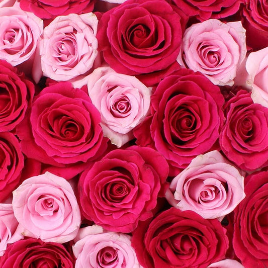 50-stem Hot Pink & Light Pink Roses