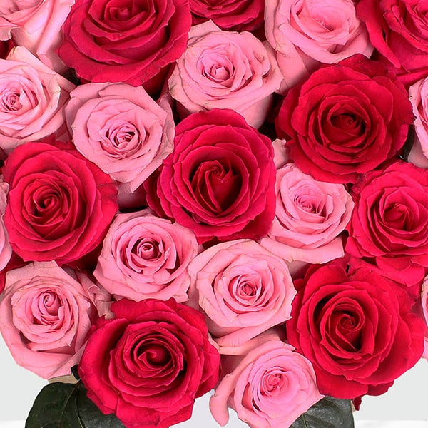 50-stem Hot Pink & Light Pink Roses