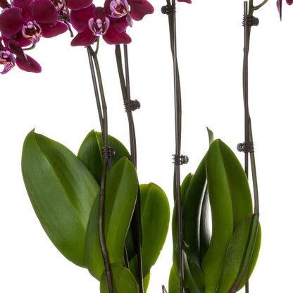 10" Phalaenopsis Orchid Duo