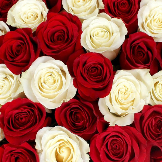 50-stem Red & White Roses