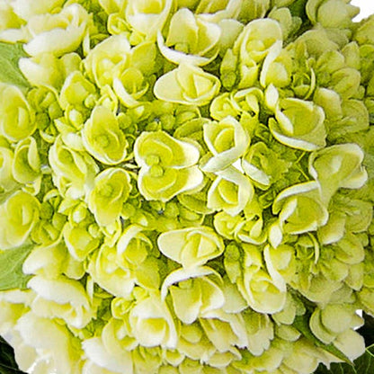 40-stem Mini Green Hydrangeas