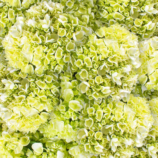 40-stem Mini Green Hydrangeas