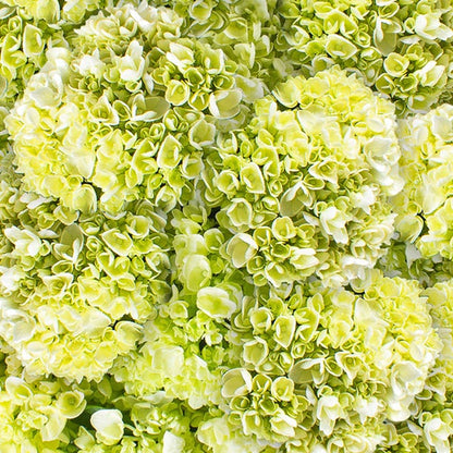 40-stem Mini Green Hydrangeas