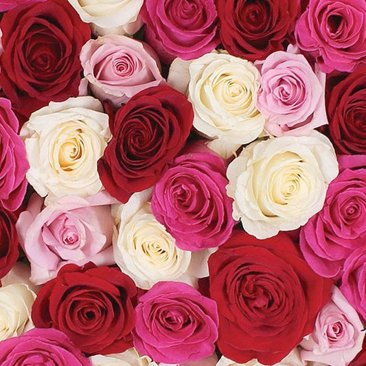 50-stem Shades of Pink Quad Roses