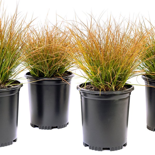 Alder & Oak Carex Testacea 2.7L, 4-pack