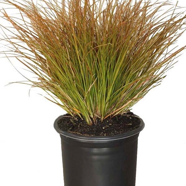 Alder & Oak Carex Testacea 2.7L, 4-pack