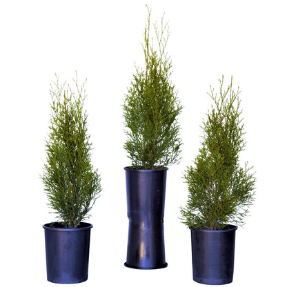 0.738 Gallon Emerald Green Arborvitae, 3-pack