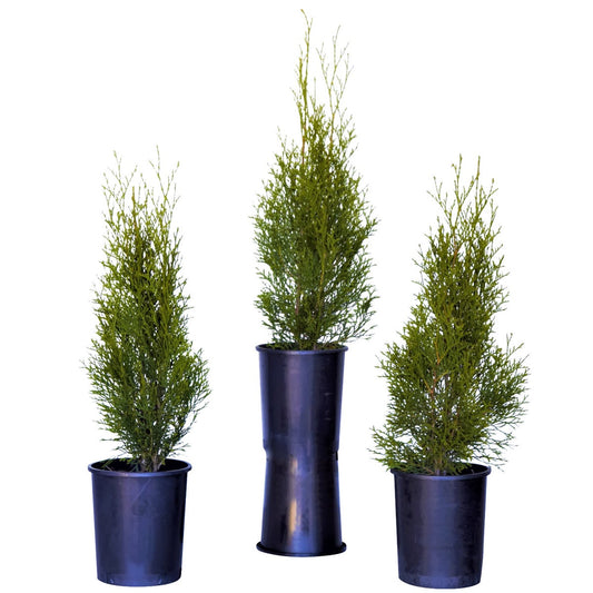 0.738 Gallon Emerald Green Arborvitae, 3-pack