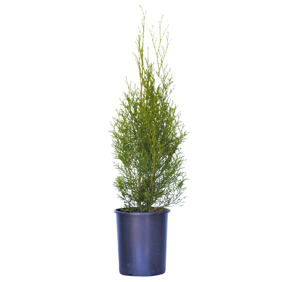 0.738 Gallon Emerald Green Arborvitae, 3-pack