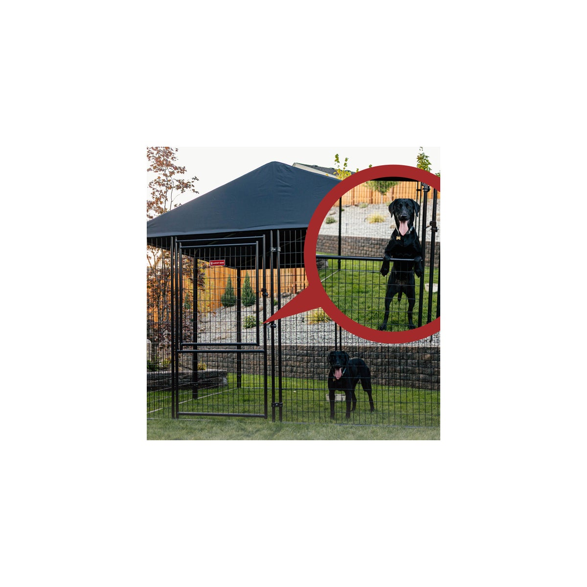 Lucky Dog STAY Series Presidential Dog Kennel 10'x10' with Privacy Screen