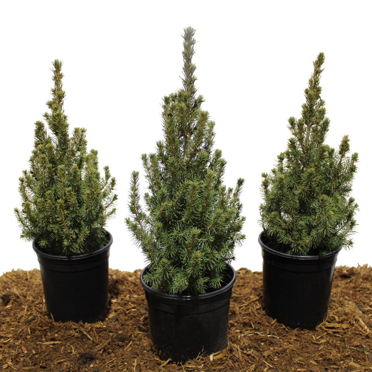 Dwarf Alberta Spruce, 3-pack