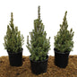 Dwarf Alberta Spruce, 3-pack