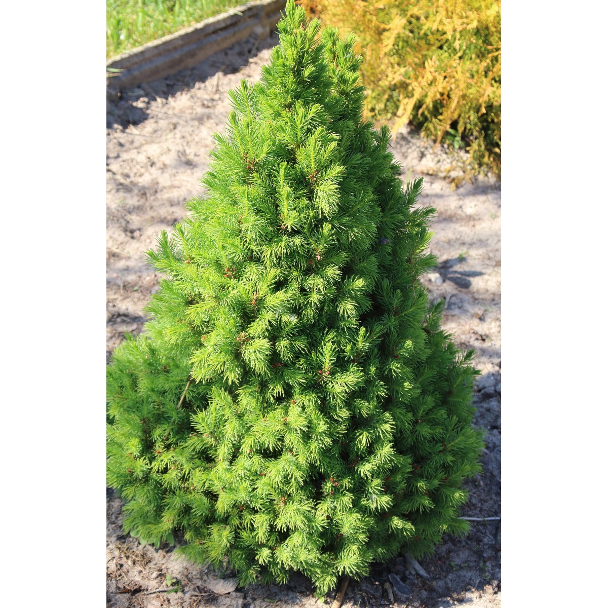 Dwarf Alberta Spruce, 3-pack