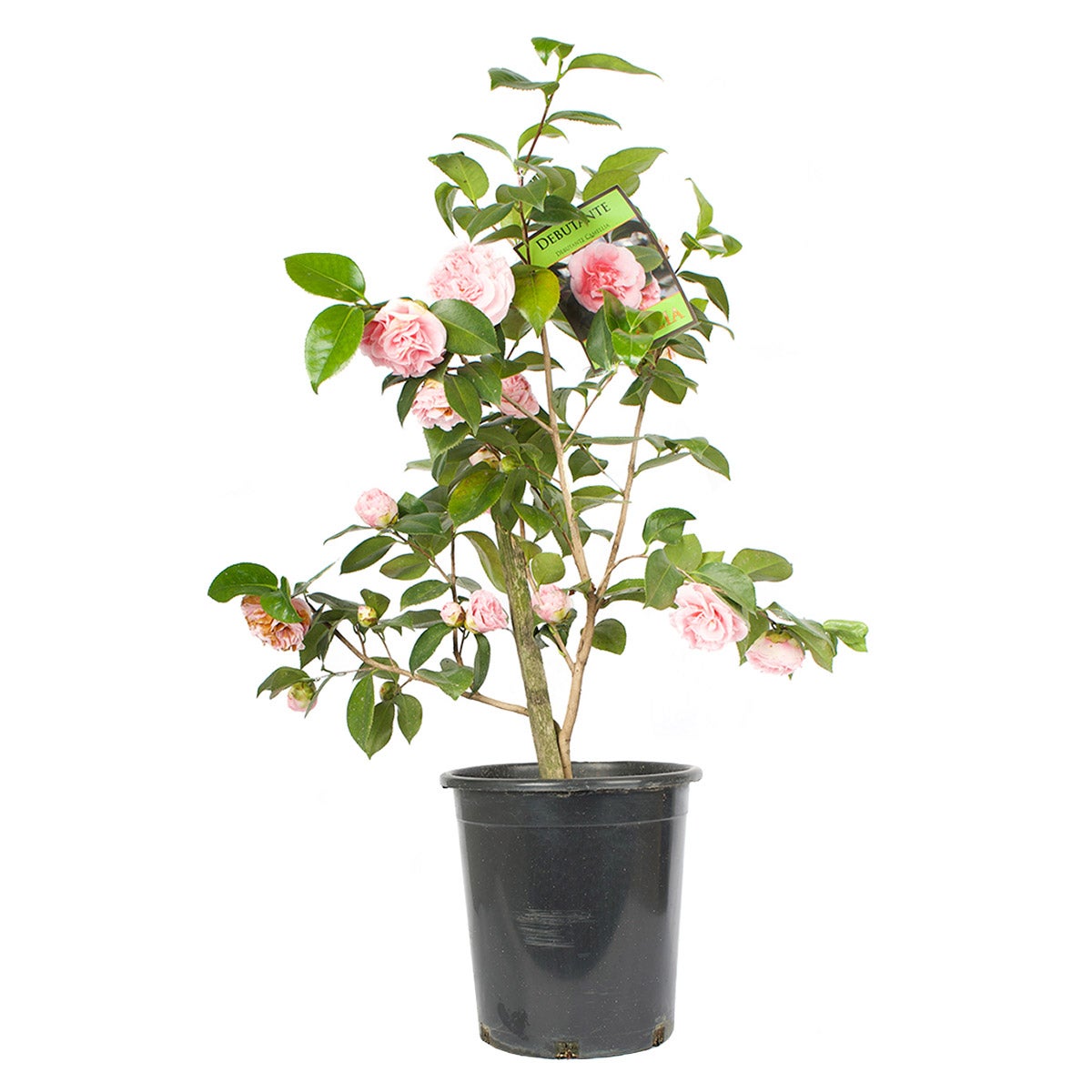 Alder & Oak ‘Debutante’ Camellia