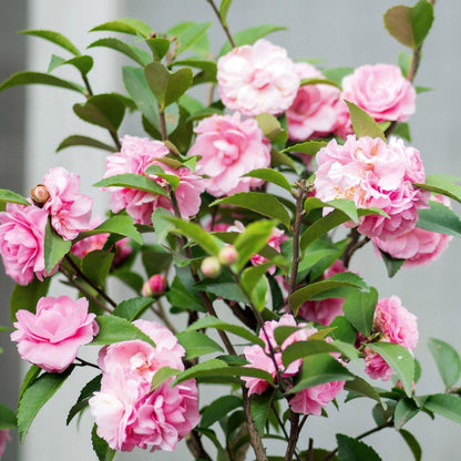 Alder & Oak ‘Debutante’ Camellia