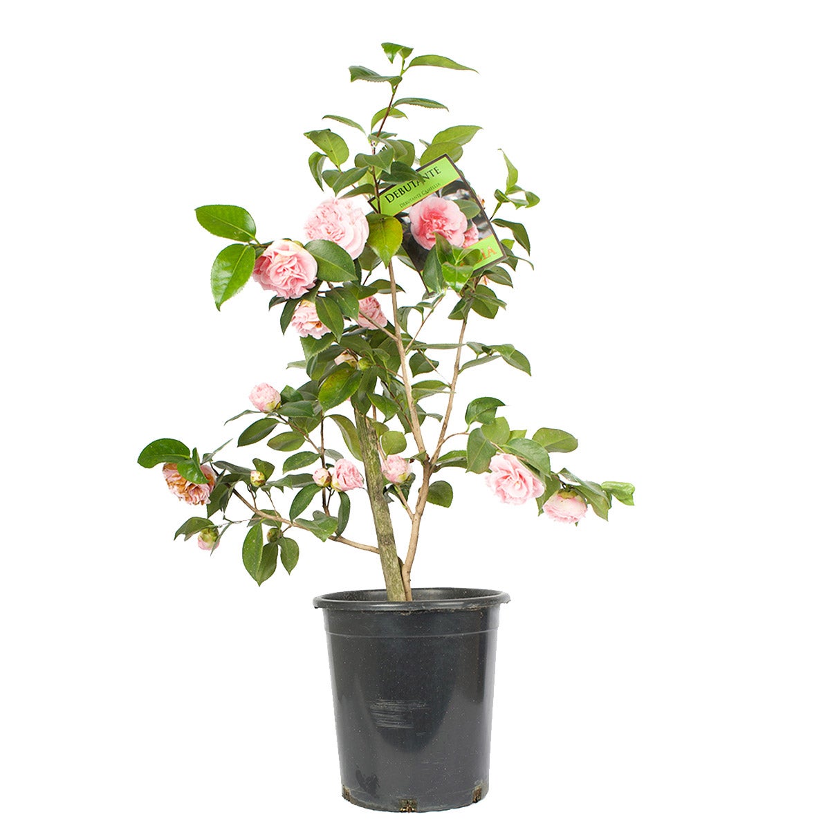 Alder & Oak ‘Debutante’ Camellia